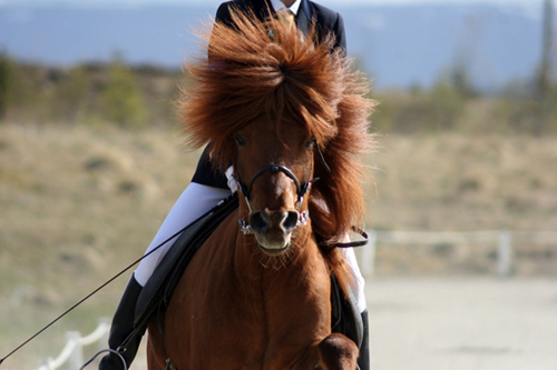 icelandic_horse_show