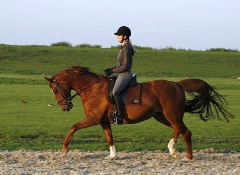 Dusver Huiskamer over het algemeen Blog Archive » Lichtrijden minder belastend voor het paard dan doorzitten